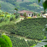Blick auf eine typische Kaffeefinca