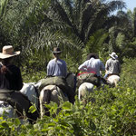 Unterwegs auf ruhigen Criollo-Pferden, auch zu Fuß möglich