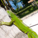 Leguan in der Hotelanlage