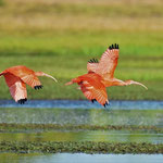 Scharlach-Ibis