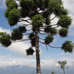 Eine Araucaria