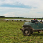 Auf Pirschfahrt/Safari durch die Llanos