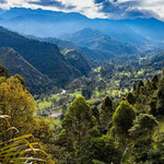 Blick vom Mirador ins Valle de Cocora
