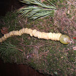 Rugilės Kaminskaitės ir jos mamos užauginta kirmėlytė iš 100 kukurūzų