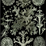 illustration de lichen
