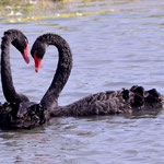 Parade de cygnes noirs (Hâble d'Ault)