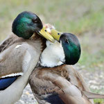 Canards colverts