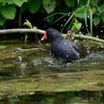 Gallinule poule d'eau