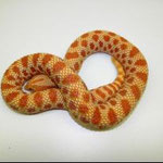 EXTREME  RED  ALBINO