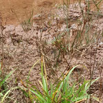 Gelbsegge - Carex flava  ©Barbara Langer