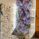 La glycine en fleurs