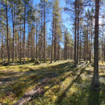 Pine forest next to the cottage