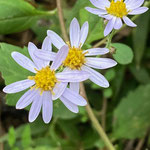 花弁が薄い紫色のノコンギク