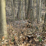Roter Hartriegel vor Laub