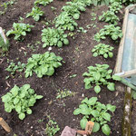 Kartoffeln in unserem Garten