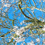 Mandelblüte Ende Dezember bis Februar