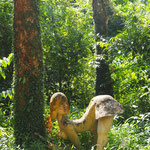 Aso nei!!! Ond das zmetts im Wald :-)