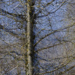 Mehrfachbelichtung Bäume - Bestellnummer - 829 - Postkarte und Faltkarte