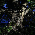 Baum im Abendlicht - Egelsee - Bestellnummer - 859 - Postkarte