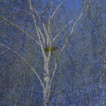 Mehrfachbelichtung Bäume  - Bestellnummer -960- Postkarte und Faltkarte