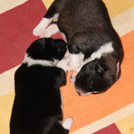 Habika und Hachiko