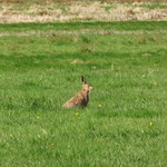 Hase im Krummesser Moor