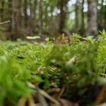 Cros de Géorand - Concours photo 2025 "Au ras du sol sur le plateau ardéchois" - Lidwine V.