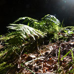Cros de Géorand - Concours photo 2025 "Au ras du sol sur le plateau ardéchois" - Baptiste O.