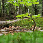 Cros de Géorand - Concours photo 2025 "Au ras du sol sur le plateau ardéchois" - Lidwine V.