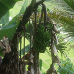Frische Bananen