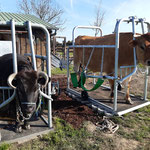 SCHURR Klauenpflegestände extra groß / breit in Aktion, Eckermann DE