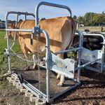 SCHURR Klauenpflegestände extra groß / breit in Aktion, Eckermann DE