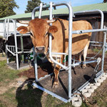 SCHURR Klauenpflegestände extra groß / breit in Aktion, Eckermann DE