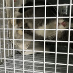 Katze Nr 3 frisch eingefangen