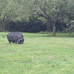 cochon noir à la faïencerie de Passavant 