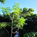 「奇跡の木」と呼ばれるモリンガ。たちまち大きくなります。上の方の葉を収穫するのが大変。