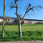 Foto: Kurt Valerius