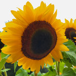 Sonnenblumen - Symbol der Liebe Gottes
