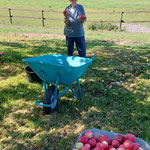 Great apple harvest