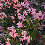Oleander