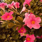 Dipladenia