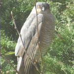 Sparrowhawk (courtesy Beth Booth) Totley/Gillfield, March 2021