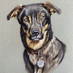 Hund, Pastellkreiden (Auftragsarbeit)