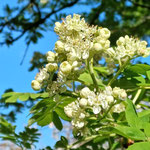 Blüte vom Speierling