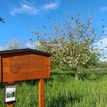 Obstbaumblüte