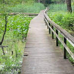 Wetlands Upper Boardwalk