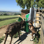SCHURR Ziegenbürste in Aktion