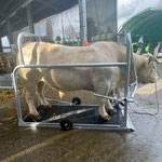 SCHURR Klauenpflegestände extra groß / breit in Aktion, Jakob DE