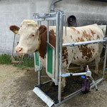 SCHURR Klauenpflegestand Modell 2021 in Aktion