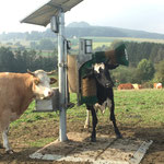 SCHURR PV-Kuhbürste in Aktion (Vorgänger-Modell ohne Betonklotz)